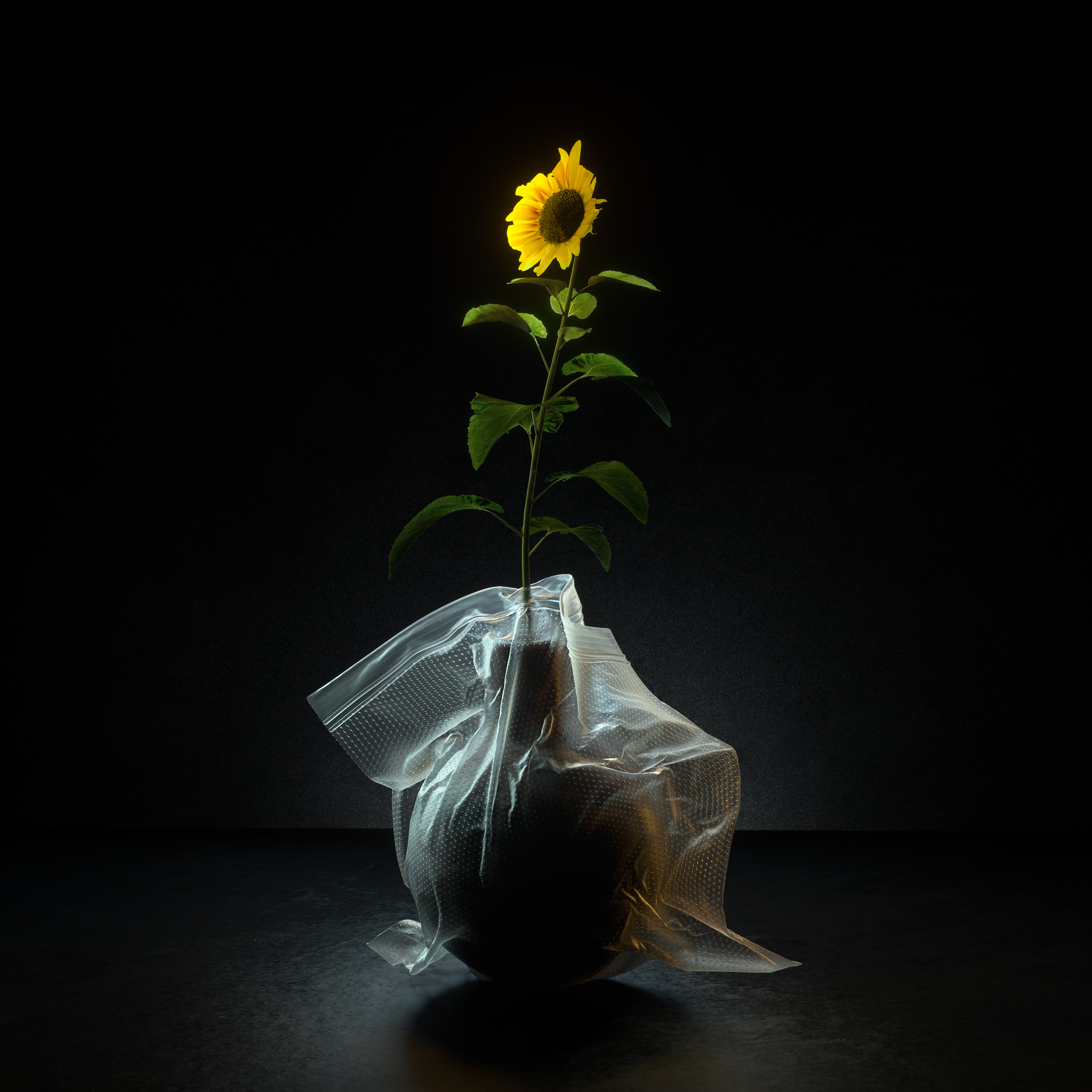 Vase8